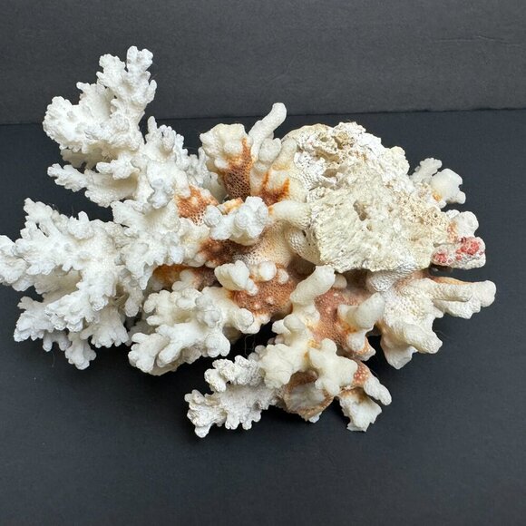 Real coral
